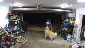 San Diego Bike Theft Suspect Nabbed Postplay with Victim’s Golden Retriever