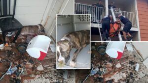 🐶 Texas Rescue: Abandoned Dog Saved from Balcony Peril by Authorities