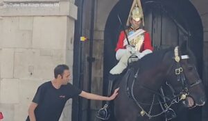 Royal Guard’s Cute Break from Protocol: Man’s Delightful Horse Petting 🐴
