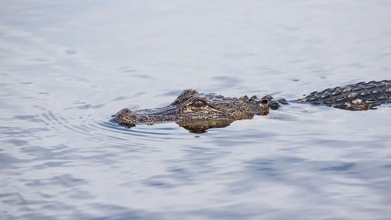 Escaped Alligator Eludes Police in New Jersey