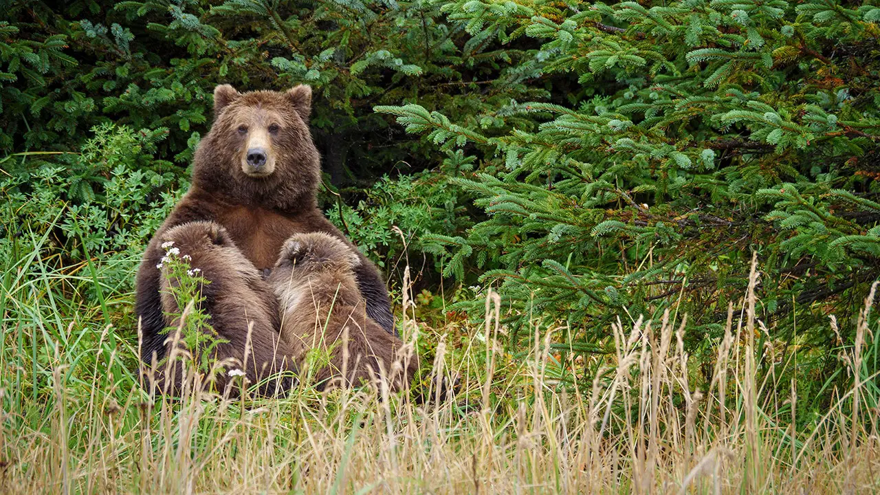 Montana Men Accidentally Shoot Momma Bear and Cub During Surprise Encounter