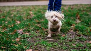 Beware: Rainy Days Can Threaten Your Dog! Protect Your Pet This Bank Holiday