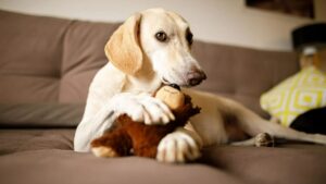 Toy Threat Alert 🚫: Vets Warn – Soft Toys Could Endanger Your Pet’s Life
