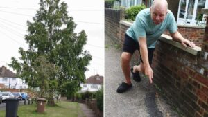 Outrage Over Council-Planted 150ft Trees Blocking Light and Driveways