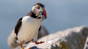 Maine’s Puffin Colonies Thrive, Indicating Stable and Potential Growth