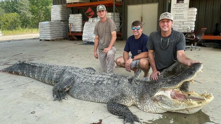 skynews alligator mississippi 6267699.jpg