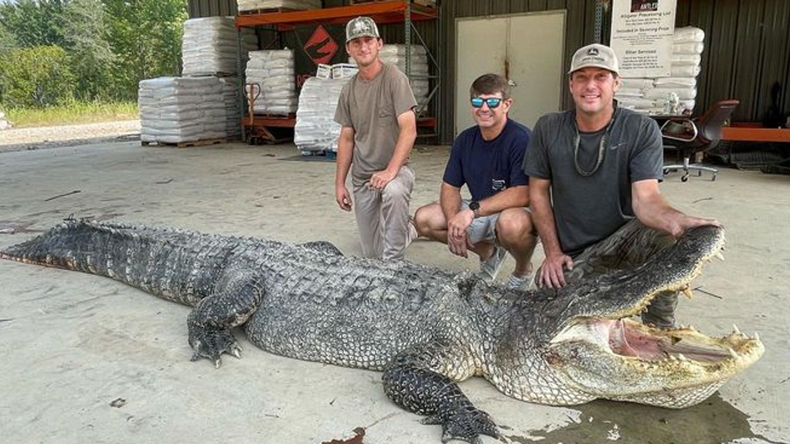 Record-Breaking Alligator Hunted in All-Night Battle | US News