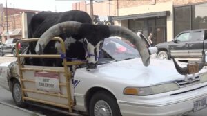 Surprising Sight: Bull in Passenger Seat Leads to Nebraska Driver’s Stop