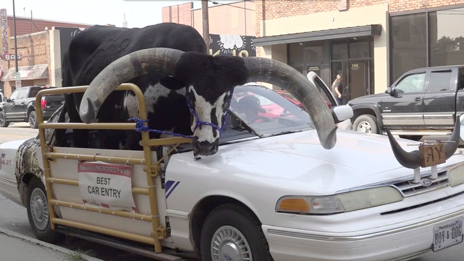 Surprising Sight: Bull in Passenger Seat Leads to Nebraska Driver’s Stop