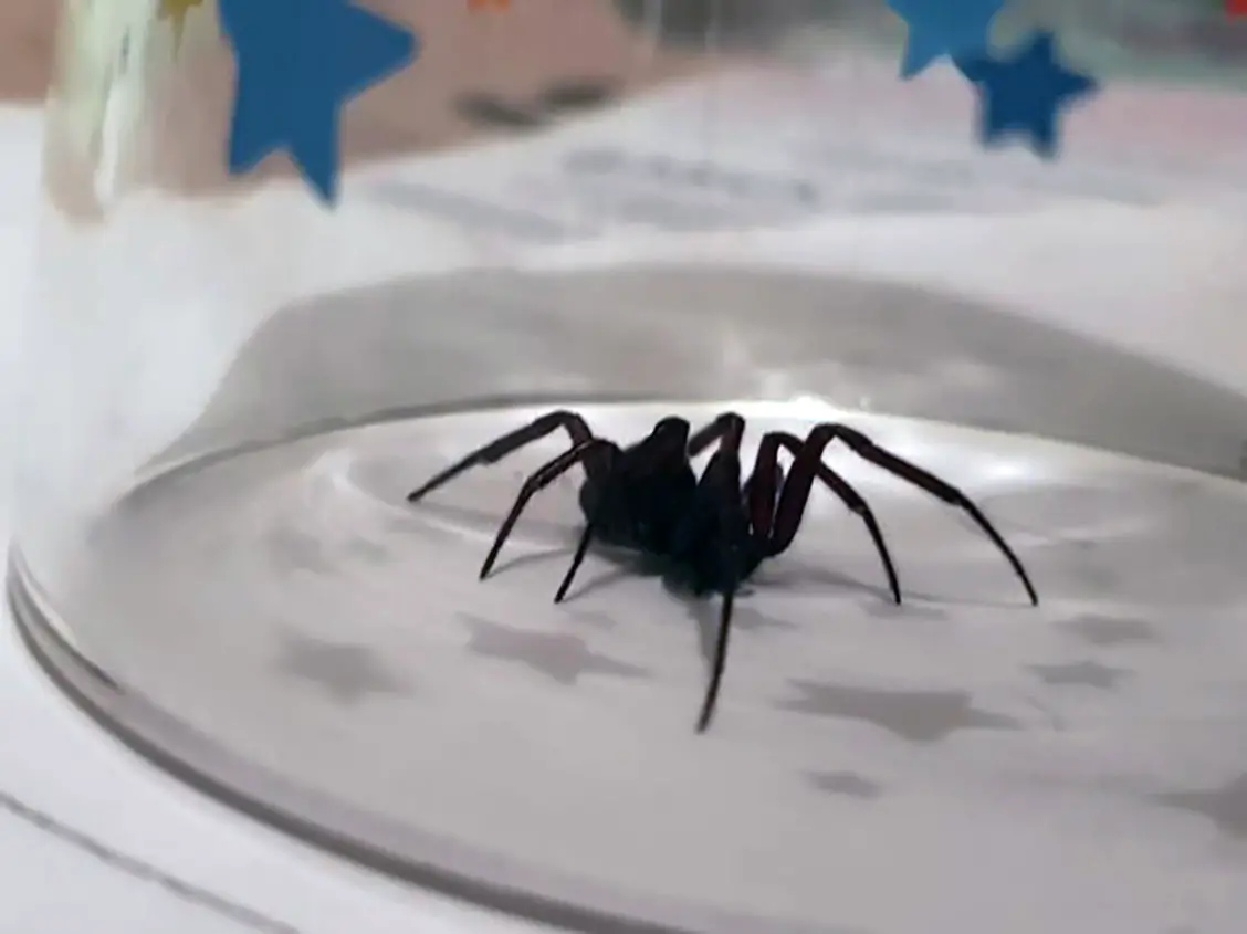 I’m a pest expert – 50p kids toy from B&M will banish deadly spiders from your home