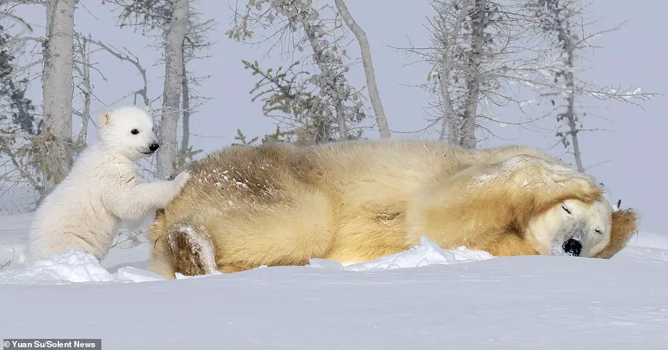 I can’t bear it any longer! Tired polar bear covers her ears with her paws as her adorable cub causes mischief in pictures that will ring a bell with mums everywhere