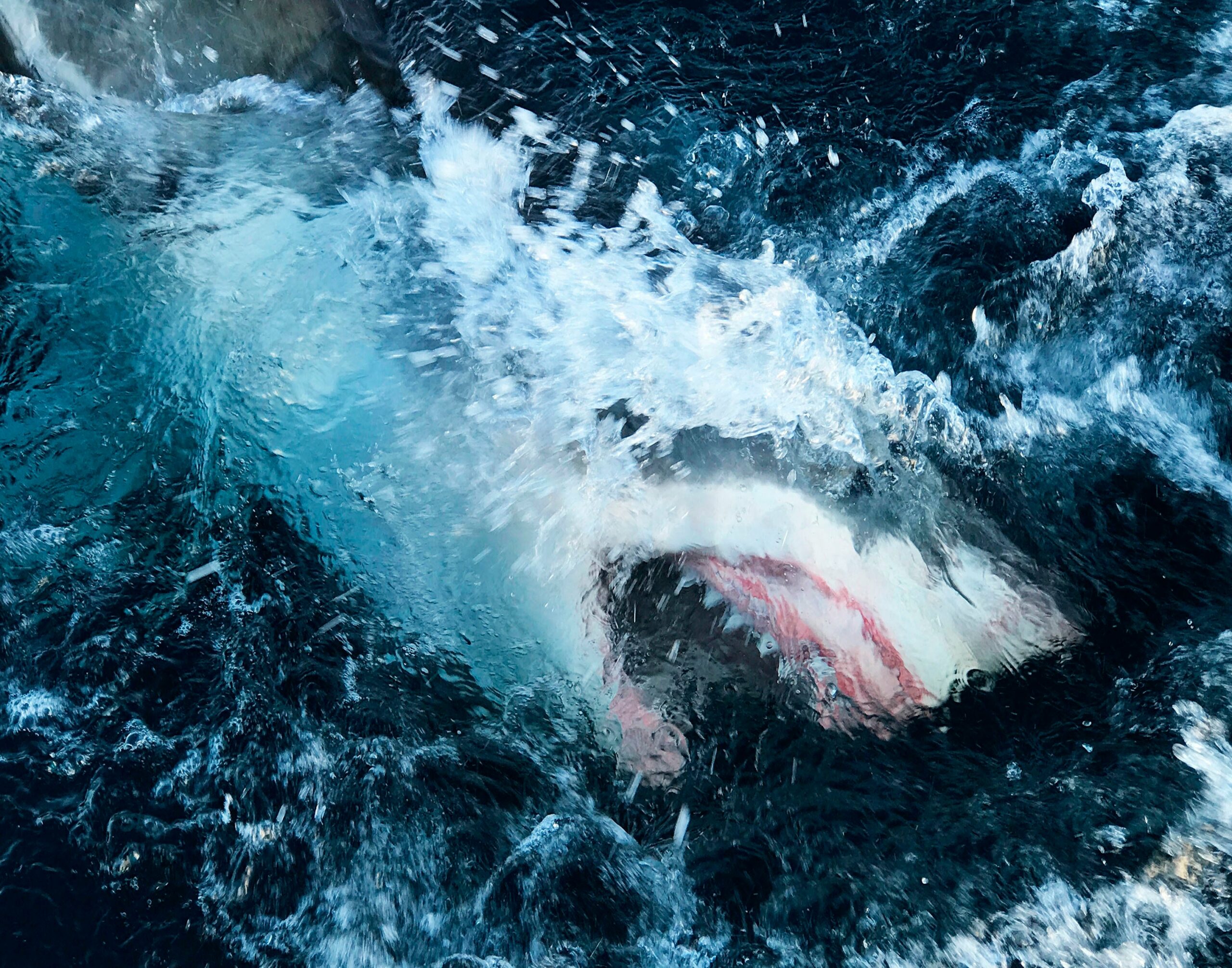 Shark bites South Carolina surfer’s face at popular Florida beach, officials say