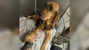 Florida police K-9 recovering after snake bite during training