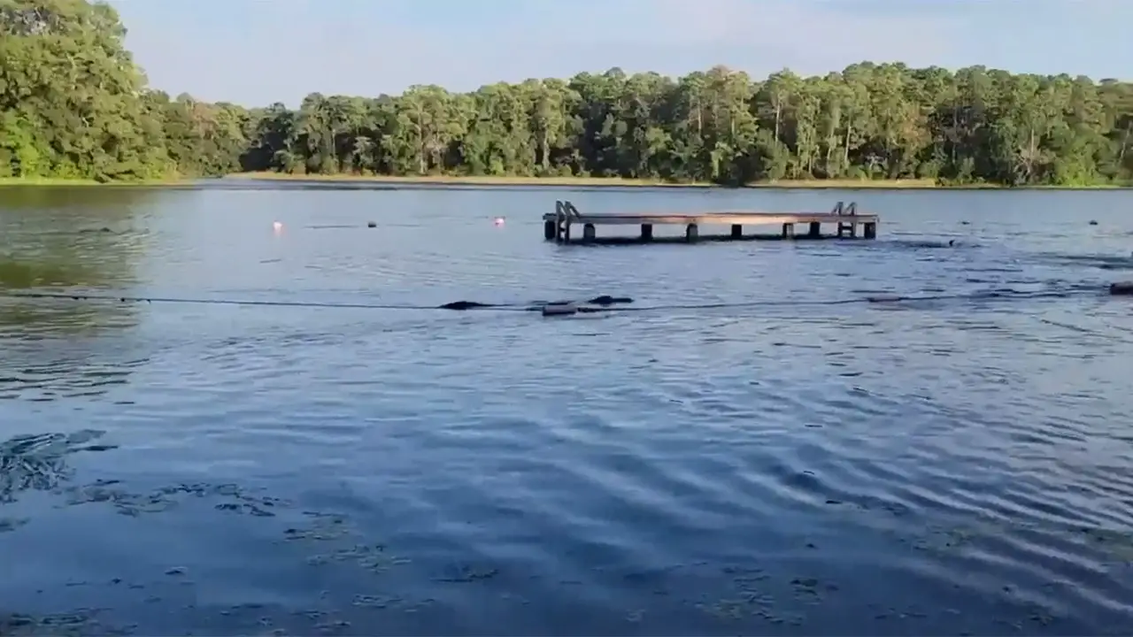 Texas alligator sets sights on children swimming in lake, video shows