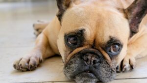 Urgent warning to dog owners over danger lurking around every corner in town centres which could kill pets instantly