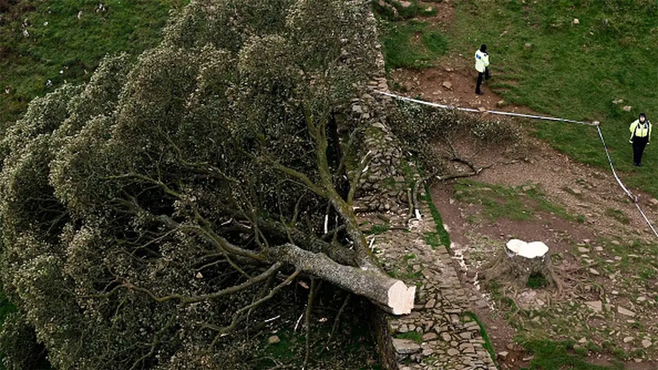 UK police arrest teenager in connection to cutting down ancient tree seen in ‘Robin Hood: Prince of Thieves’