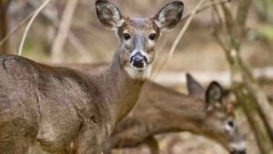 Wisconsin deer farm infected with fatal brain disease