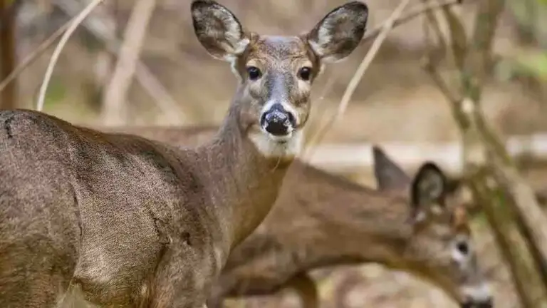 Whitetail deer Getty.jpg