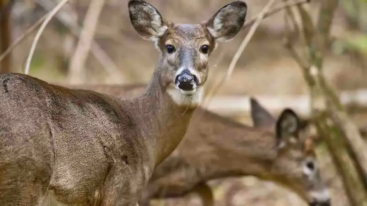 Wisconsin deer farm infected with fatal brain disease