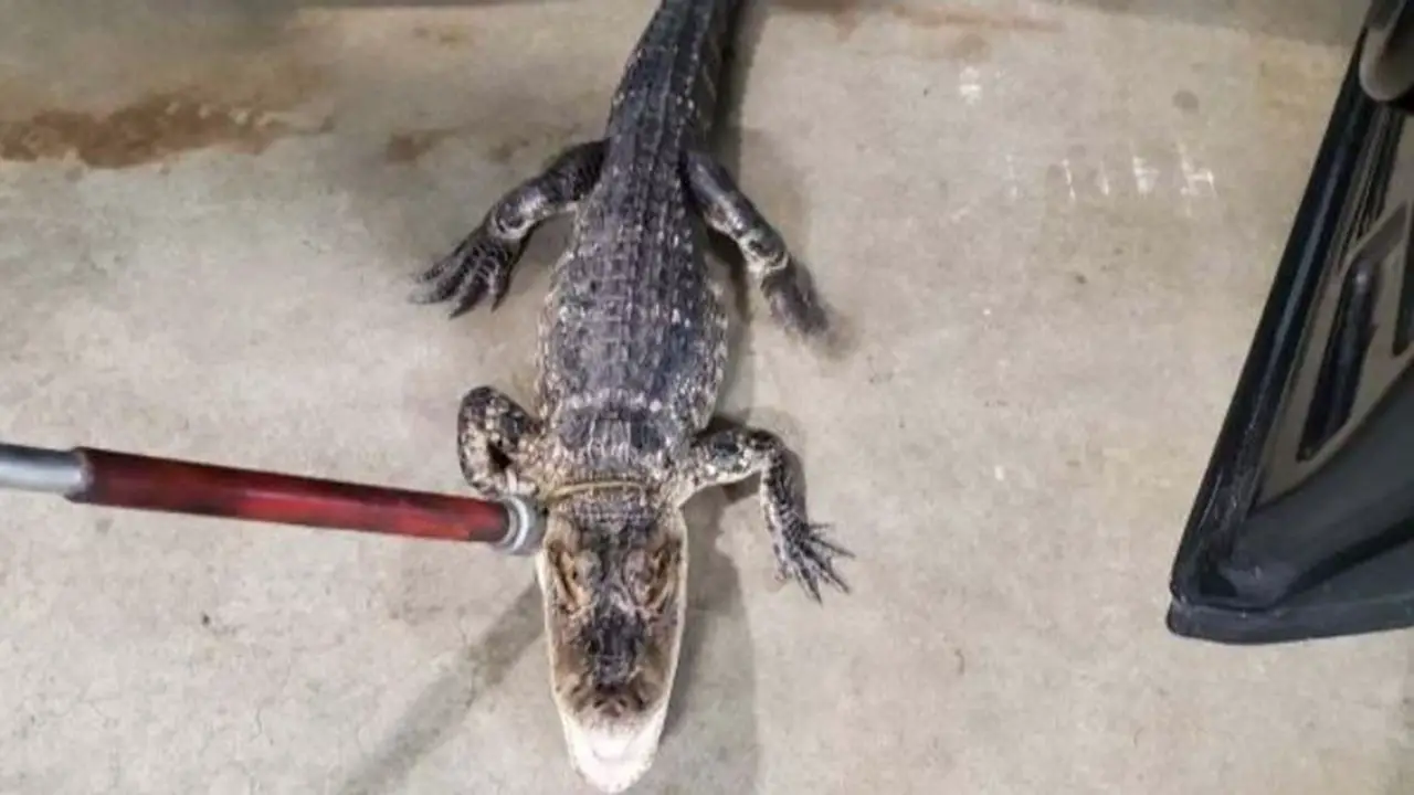 Alligator that evaded New Jersey authorities for more than a week, forcing park shutdown, captured
