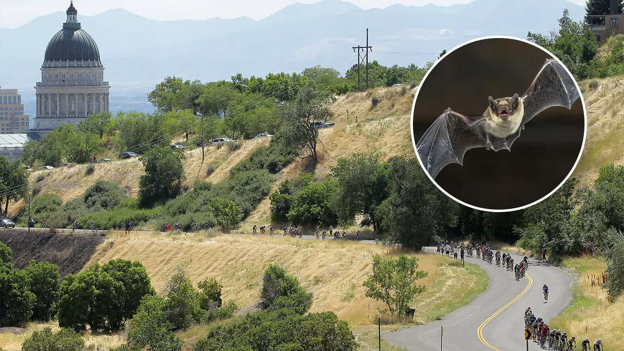 Rabid bats found in Utah, prompting warning from health officials