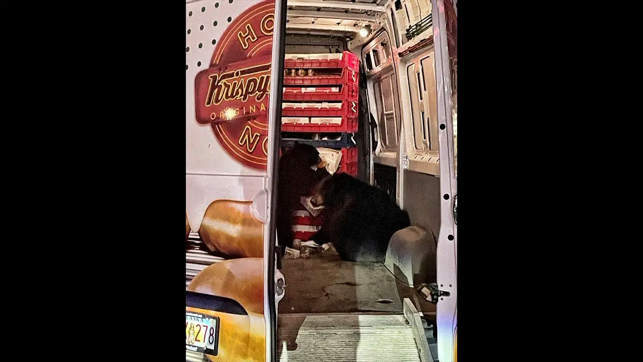 Bears in Alaska raid Krispy Kreme doughnut van during delivery to military base