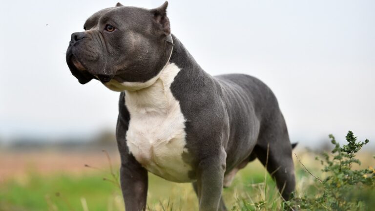 big american bully dog 833904492 1.jpg