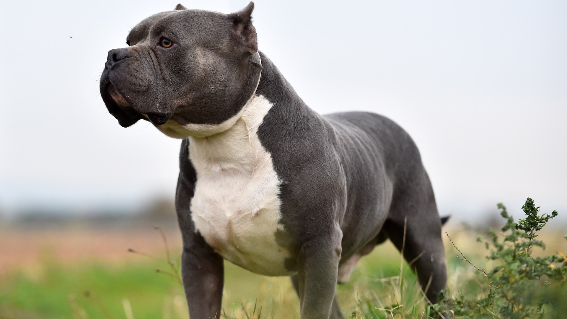 Will American XL Bully dogs be banned? Inside shock rise in maulings with 350 attacks in less than a YEAR