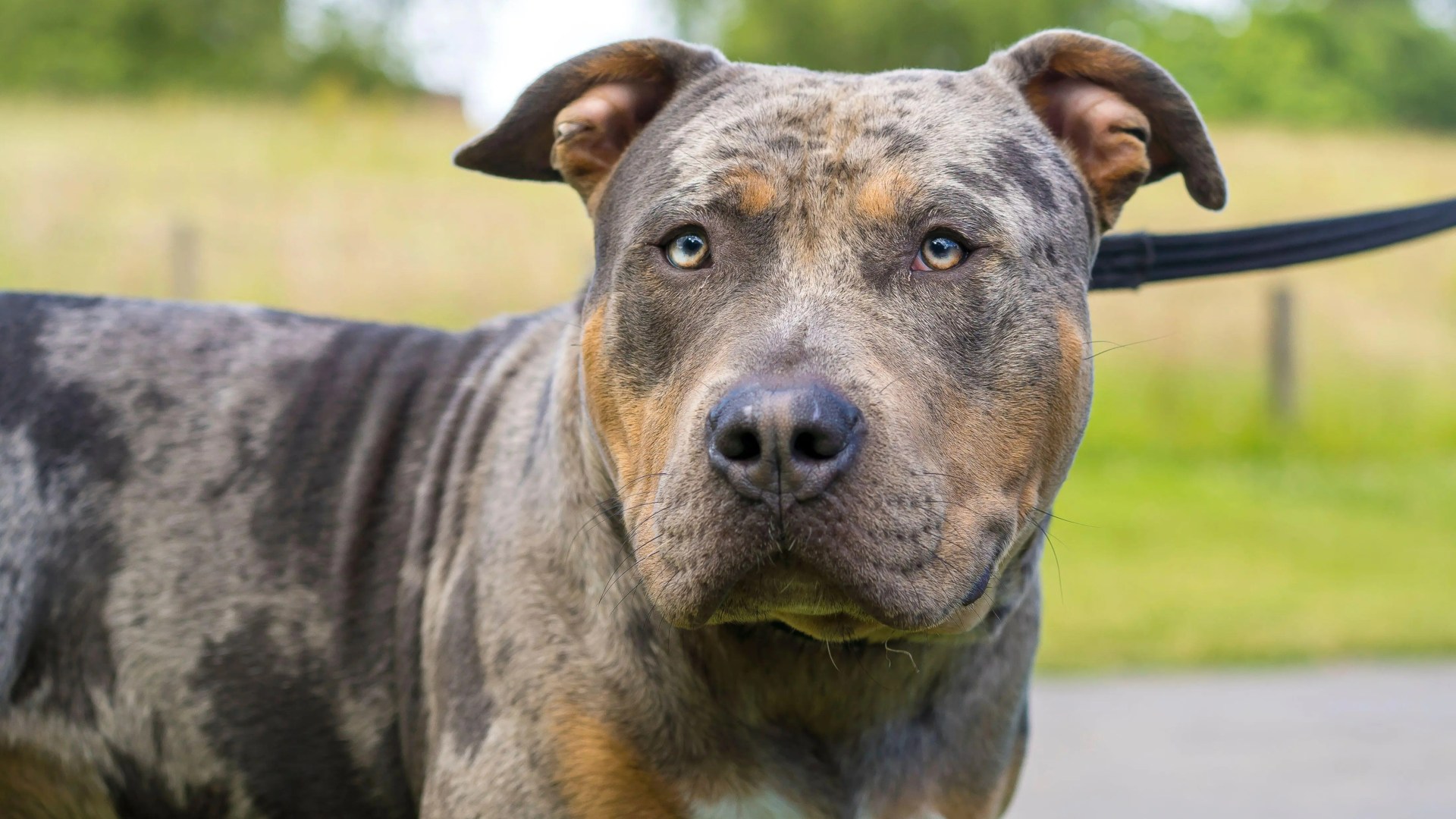 Deadly bully-type dogs for sale online in UK – and ANYONE can buy them without checks