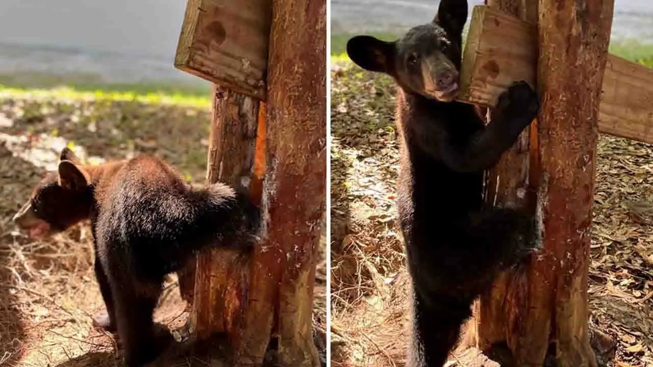 Bear cub caught in a jam is freed after Florida wildlife officials use dish soap, chainsaw