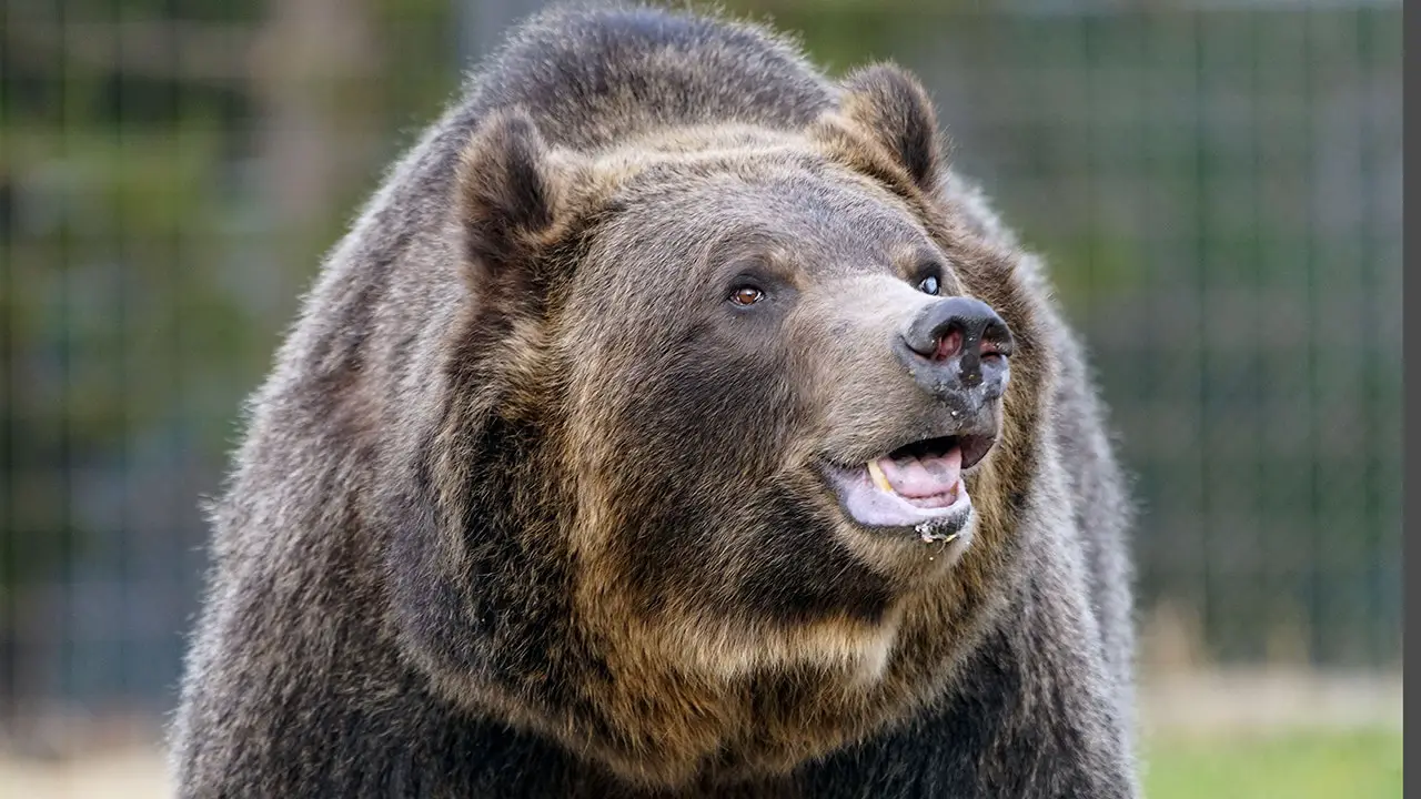 grizzly bear yellowstone.jpg