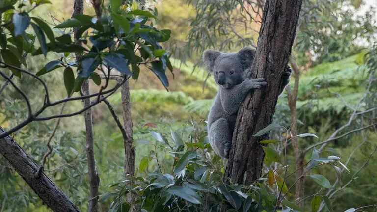 koala taronga zoo sydney.jpg