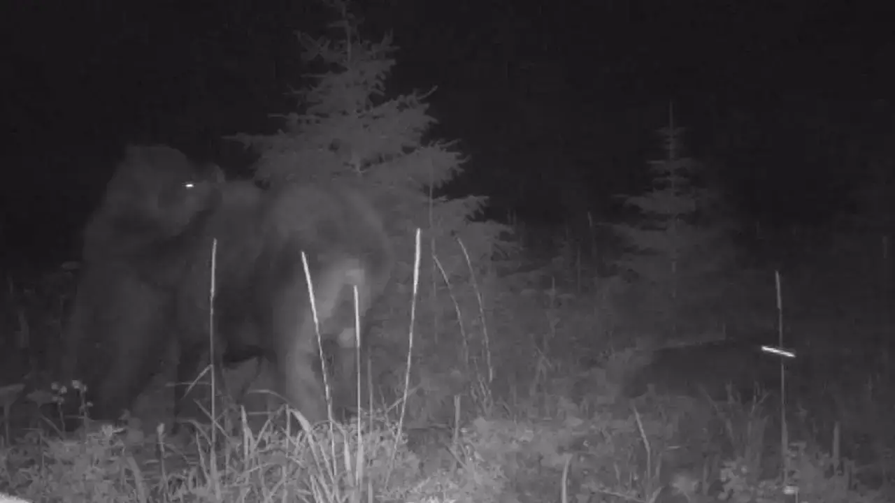 Alaska bear caught terrorizing moose and calf in ‘intense’ footage: video