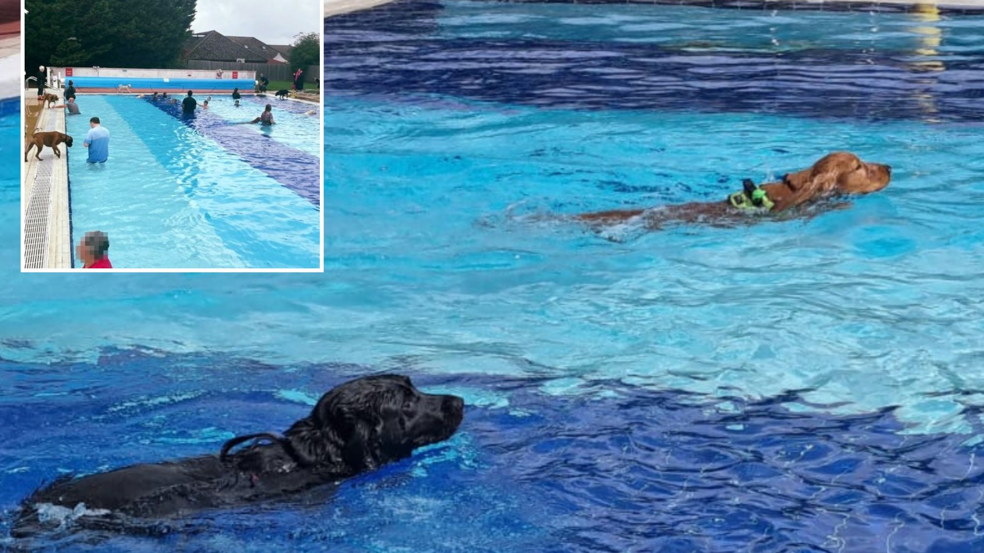 Parents fume as ‘disgusting’ leisure centre lets dogs use outdoor pool – sparking hygiene fears over pet hair and urine