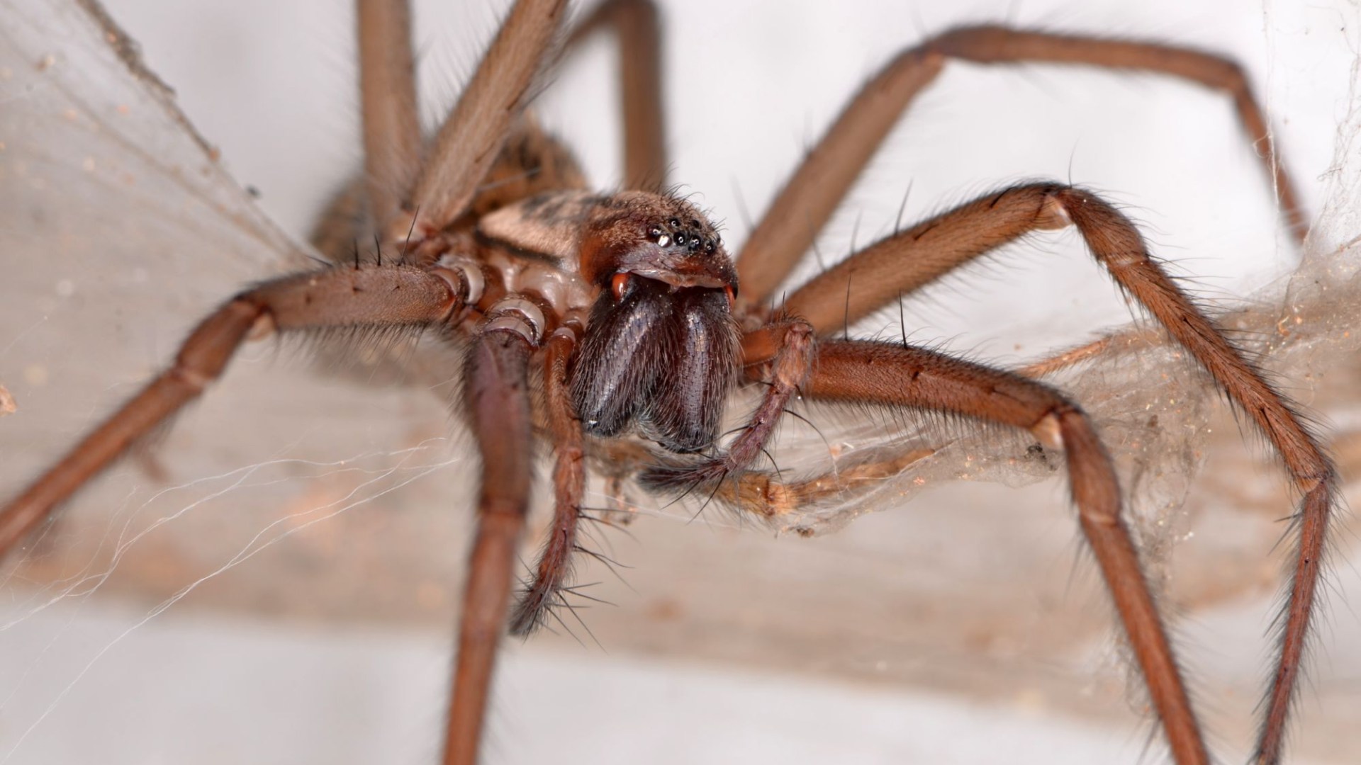 I’m a spider expert and these 7 common mistakes invite giant critters into your home… here’s how to get rid for good