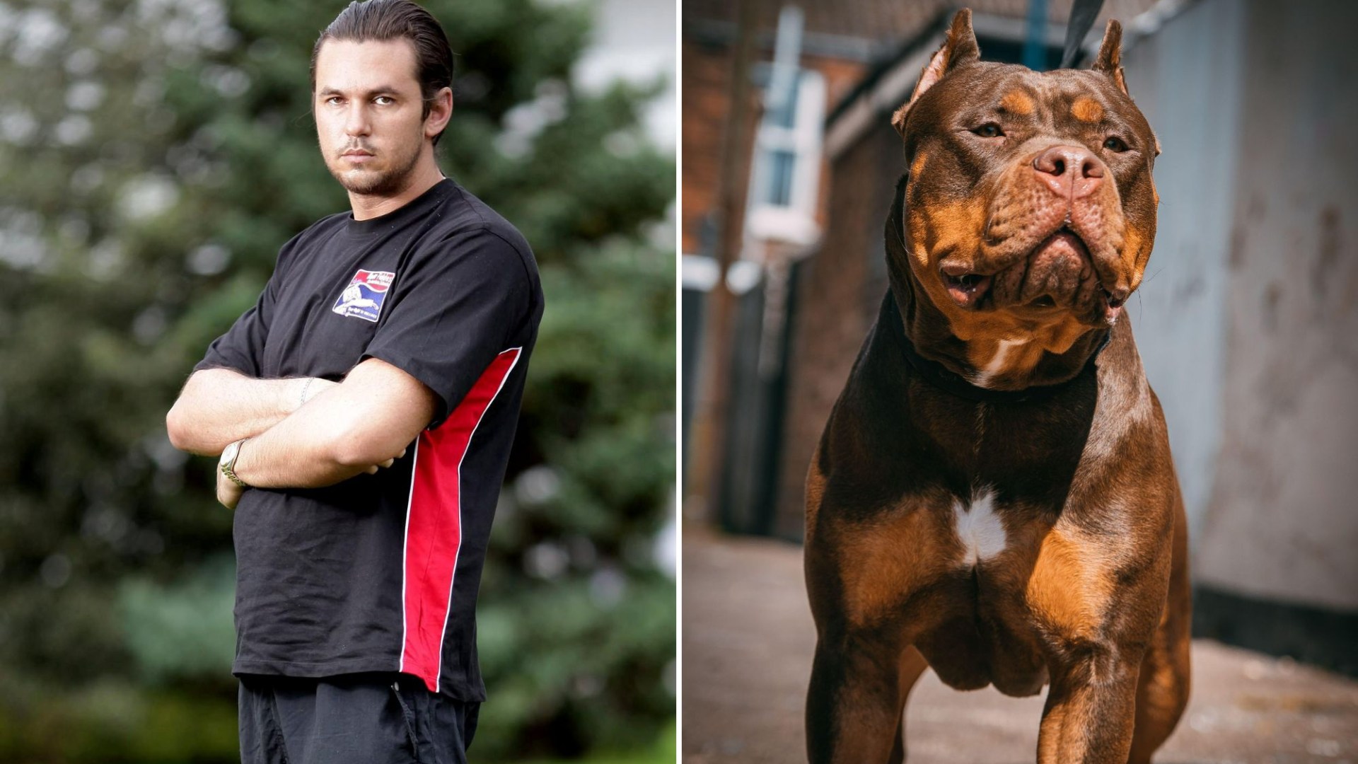 I’m a martial arts expert – it’s impossible to fight off XL Bully dogs because they’re like tigers – you have 2 options