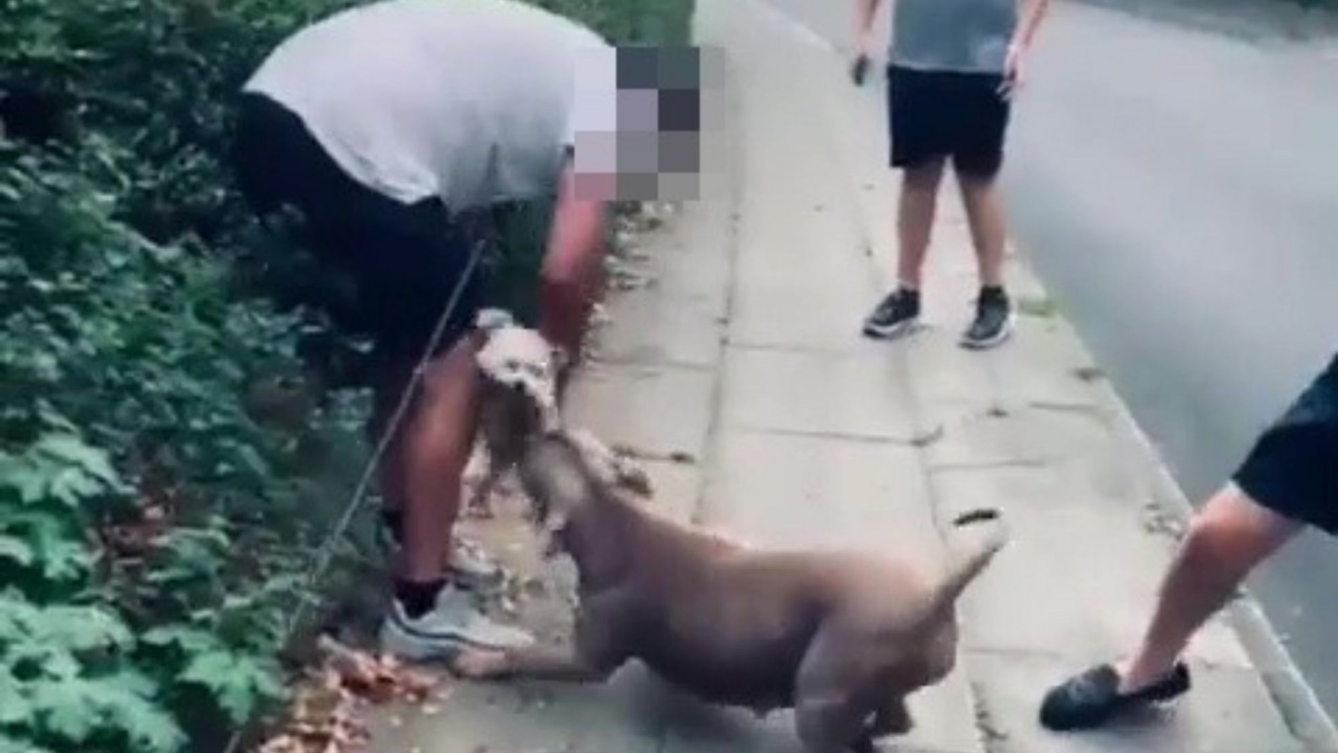 Horrifying moment XL Bully grabs tiny dog by throat in savage attack as man tries to pull beast off