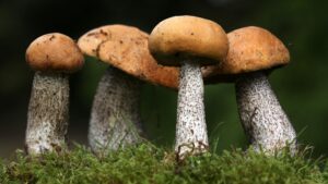 Fury as ‘woke’ Kew Gardens launches celebration of queer fungi and plants