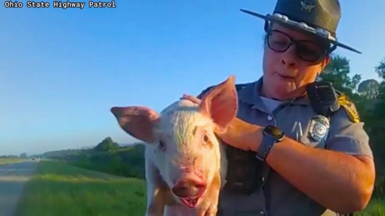 ohio piglet rescued 1.jpg