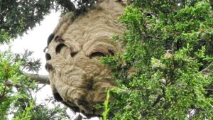 I hunt Asian hornets on UK’s ‘frontline’ – crucial feature helps spot them & why killing them is WORST thing you can do