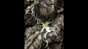 Environmentalists sue US over slow pace in changing status of rare ghost orchid to endangered