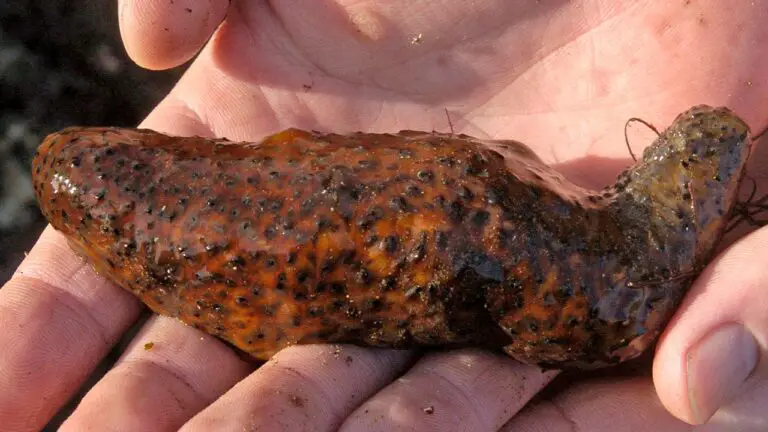 sea cucumber.jpg