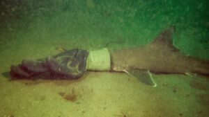 Baby shark caught in glove rescued by couple on scuba diving trip in Rhode Island | US News