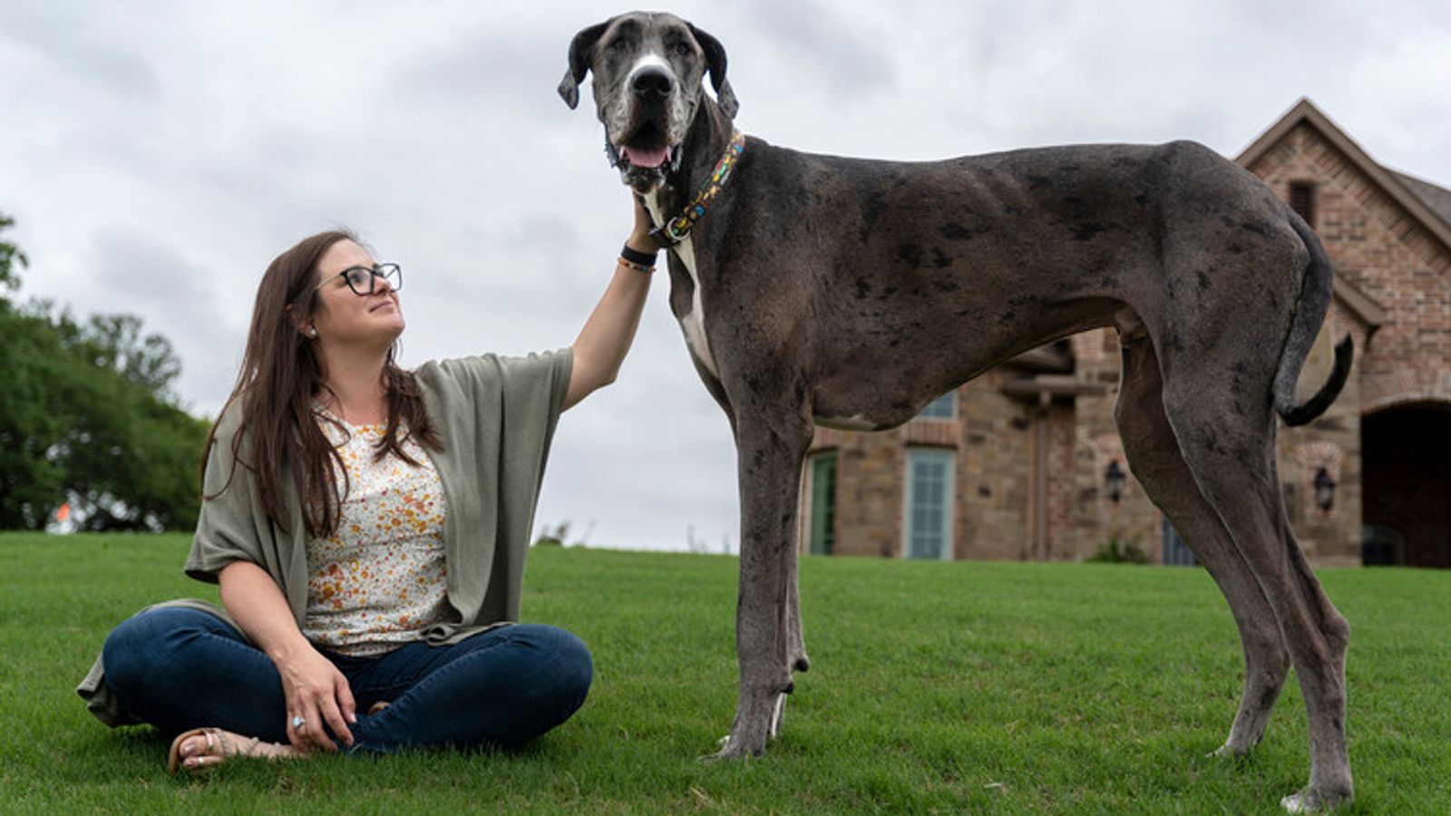 Zeus, the world’s tallest dog, has died aged three, Guinness World Records says | Offbeat News