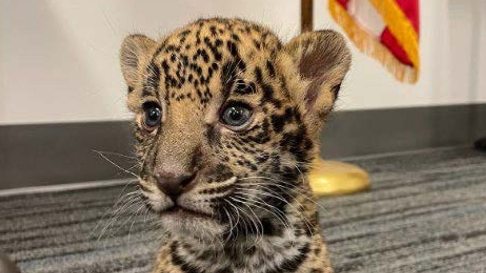 Texas: Couple arrested under Big Cat Act on suspicion of selling margay and attempting to sell jaguar cub | World News