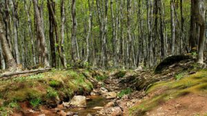 Missing toddler found asleep in woods with one family dog ‘as a pillow’ while the other ‘kept her safe’ | US News