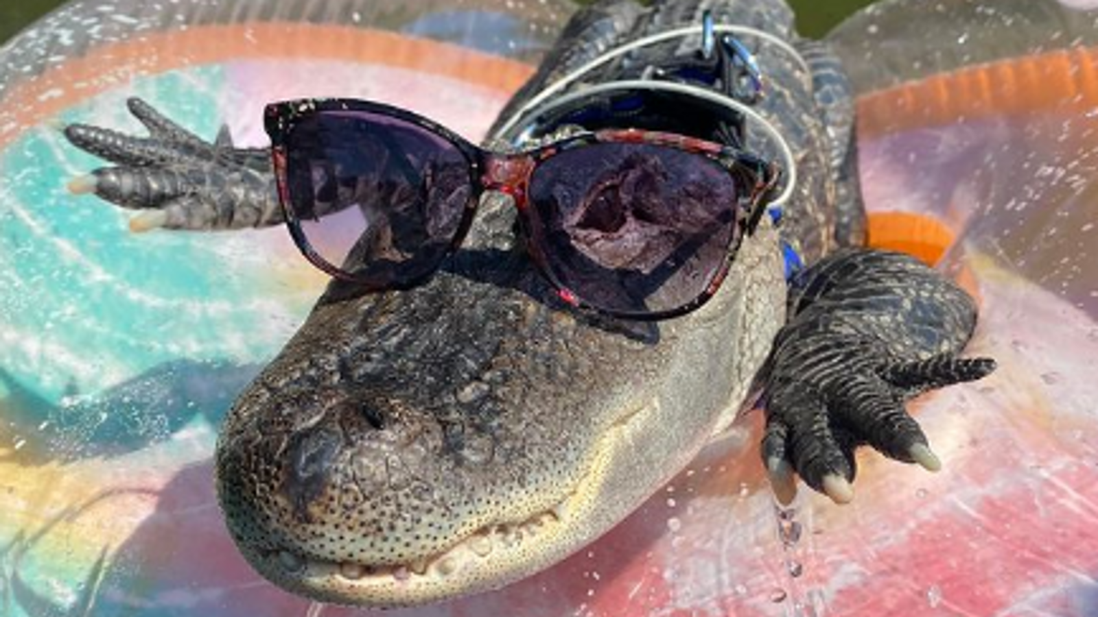 ‘Emotional support’ alligator denied entry into baseball stadium | US News