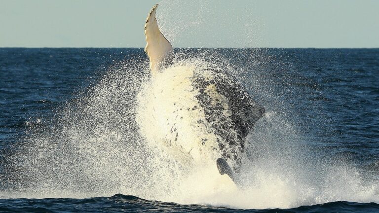 whale breaching.jpg