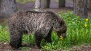 Uncle Reveals Canadian Couple’s Chilling Final Message Before Banff Bear Attack