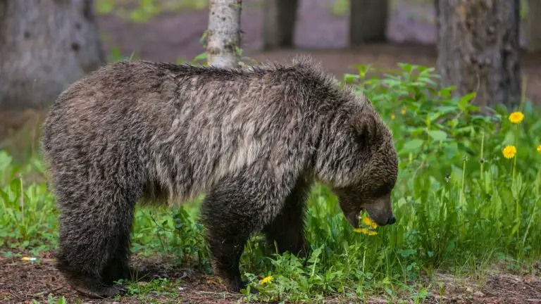 1696596956 Grizzly Banff.jpg